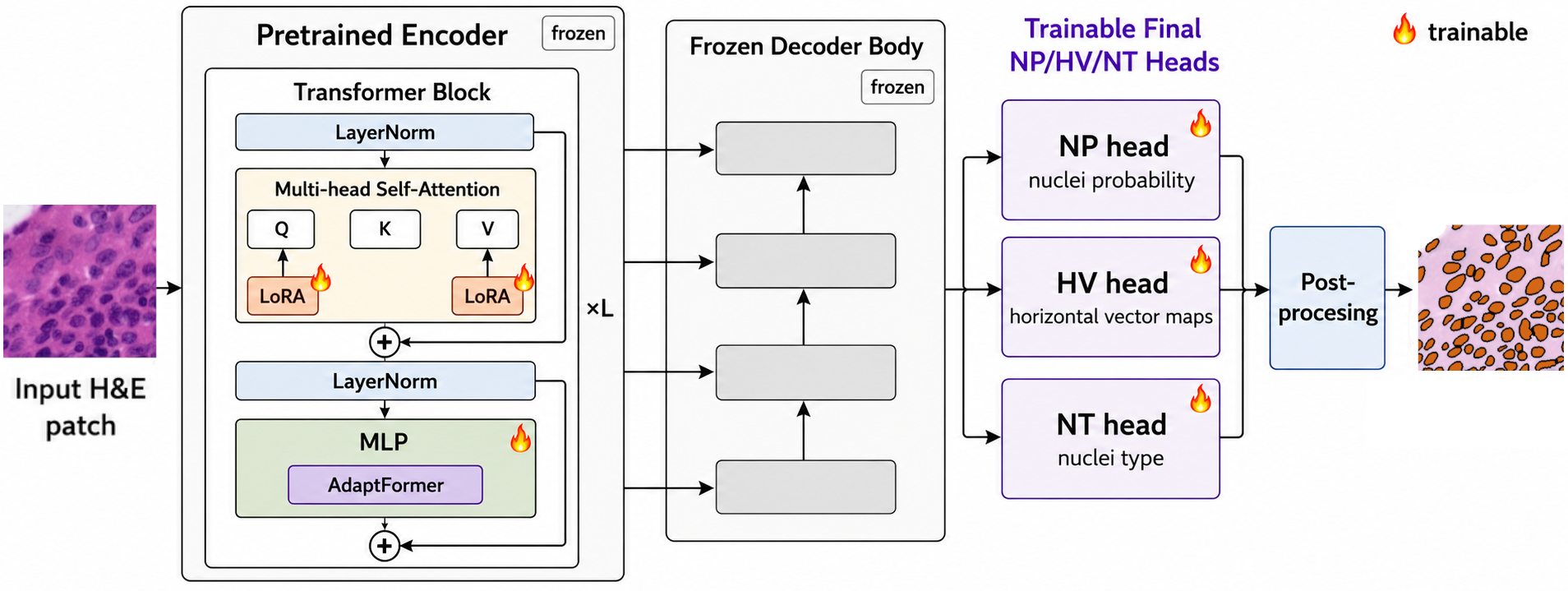 STHELAR-Adapt architecture: pretrained encoder base weights frozen, trainable LoRA and AdaptFormer modules, frozen decoder body, and trainable final heads