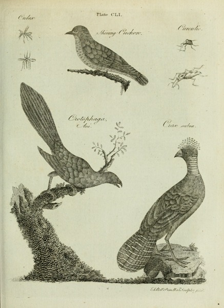 1797 · 3rd ed. · plate