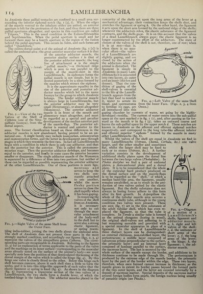 1922 · 11th ed. · text page (Lamellibranchia)